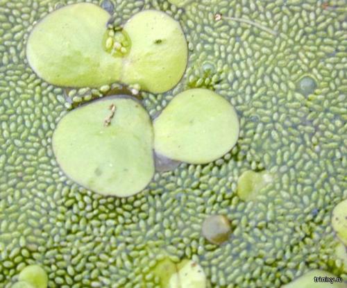 Самый необычный цветок. 10 самых необычных цветов мира (10 фото)