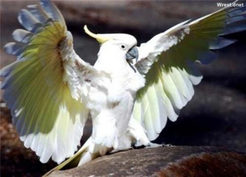 Самая высоколетающая птица. Рекорды в мире птиц