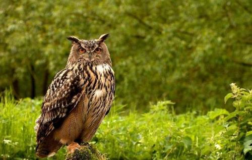 Где зимует сова. Виды