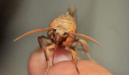 Животные вампиры в природе. Вампиры, которые реально существуют в дикой природе (6 фото)