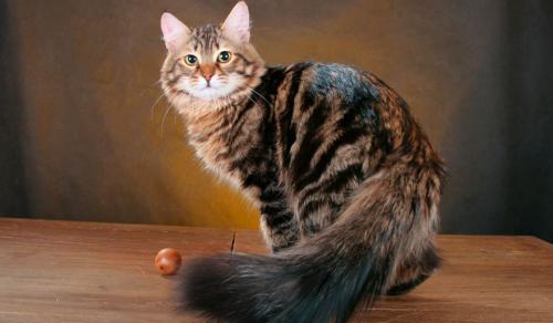 У кого из животных хороший слух. Кто лучше слышит? 10 животных с невероятным слухом