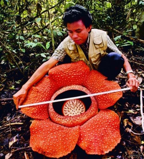 Самый необычный цветок. 10 самых необычных цветов мира (10 фото)