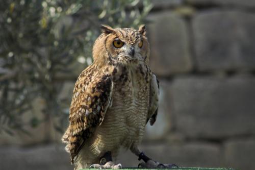 Где зимуют совы в россии. Где и как живёт сова