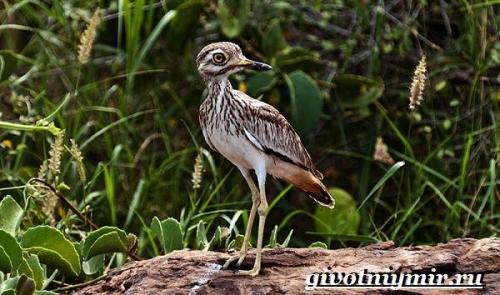 Птицы красного цвета в России. Птицы Красной книги России