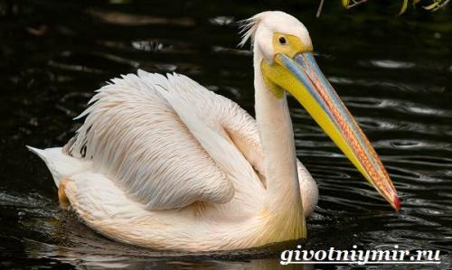 Птицы красного цвета в России. Птицы Красной книги России