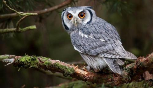 Где зимуют совы сибири. Какие совы обитают в Сибири?