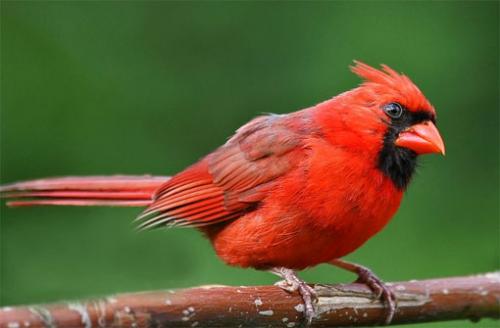 Птицы красного цвета. Красный кардинал – птица с ярким оперением и символ семи штатов США