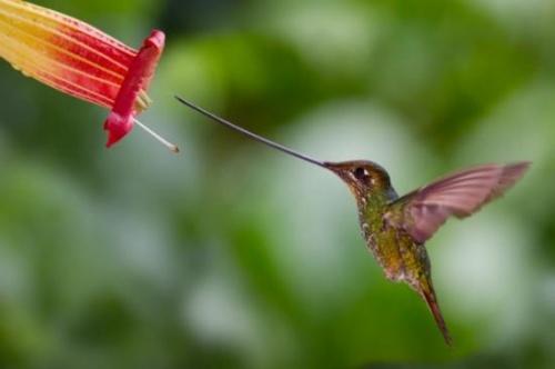 Самая высоко летающая птица. Рекорды в мире птиц