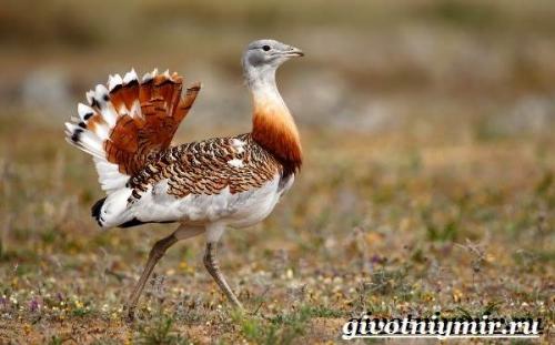 Птицы красного цвета в России. Птицы Красной книги России