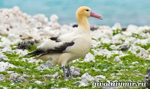 Птицы красного цвета в России. Птицы Красной книги России