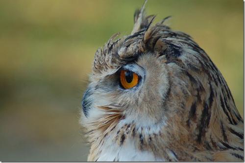 Где зимуют совы. Сова. Таинственная птица 05 Где зимуют совы. Сова. Таинственная птица 05