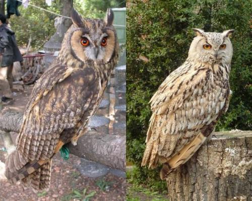 Где зимуют совы сибири. Какие совы обитают в Сибири?