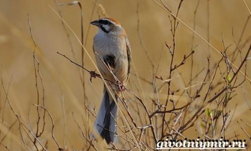 Птицы красного цвета в России. Птицы Красной книги России