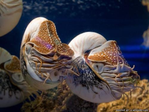 Моллюск наутилус интересные факты. Наутилус - моллюск с красивой раковиной – 10 фото