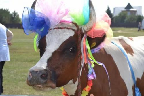 Разные фестивали в России. Необычные фестивали в России