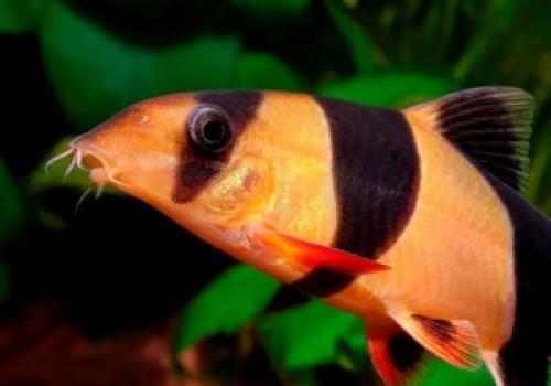 Рыба клоун. Содержание аквариумной рыбки Макраканта