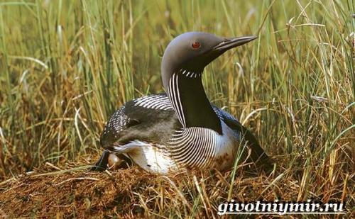 Птицы красного цвета в России. Птицы Красной книги России