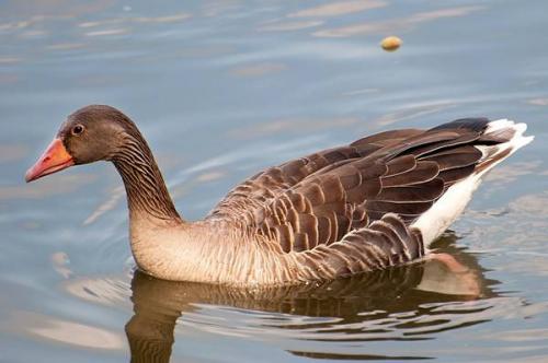 Самая высоколетающая птица. Самые высоко летающие птицы