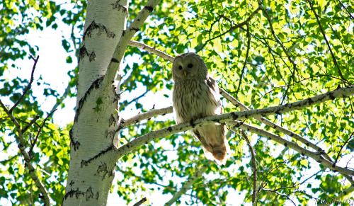 Где зимуют совы сибири. Какие совы обитают в Сибири?