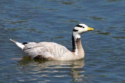 Самая высоколетающая птица. Самые высоко летающие птицы