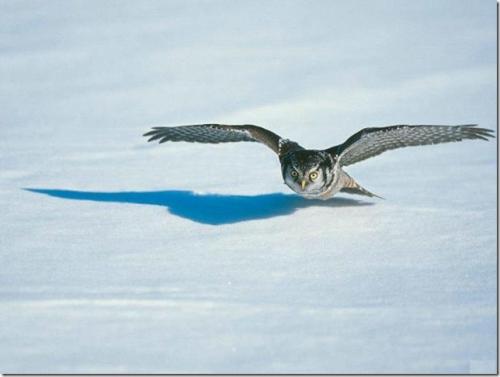 Где зимуют совы. Сова. Таинственная птица 02 Где зимуют совы. Сова. Таинственная птица 02