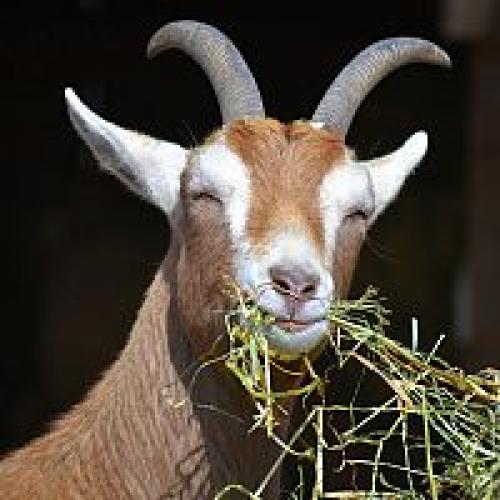 Разные фестивали в России. Необычные фестивали в России