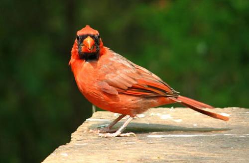 Птицы красного цвета. Красный кардинал – птица с ярким оперением и символ семи штатов США