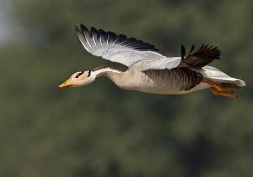 Какие птицы считаются самыми высоко летающими горный гусь или орлан. 