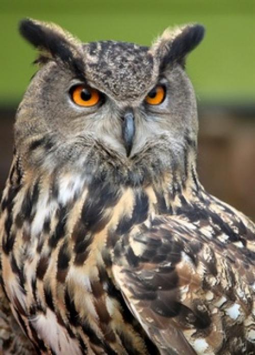 Где зимуют совы и филины. Филин – красивая ночная птица