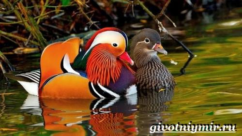 Птицы красного цвета в России. Птицы Красной книги России