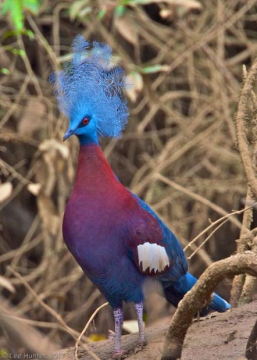 Птицы красного цвета. Красный кардинал – птица с ярким оперением и символ семи штатов США 16