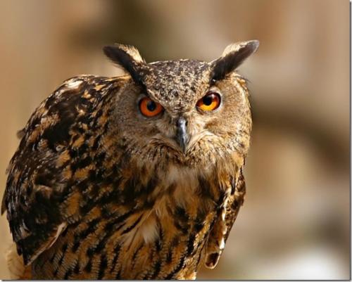 Где зимуют совы. Сова. Таинственная птица 04 Где зимуют совы. Сова. Таинственная птица 04