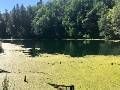 Озера с голубой водой в ленинградской области. Две жемчужины Ленобласти, одну загадили, про другую забыли.