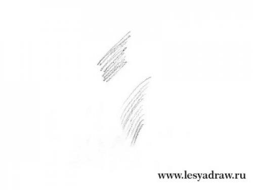 Нарисовать тигра. Как рисовать голову тигра