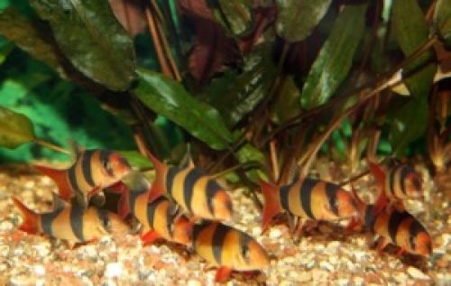 Рыба клоун. Содержание аквариумной рыбки Макраканта