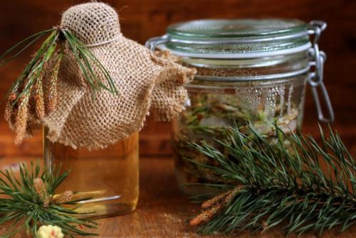 Какой лес самый полезный для здоровья. Применение сосны, её польза и вред