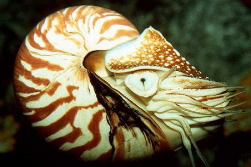 Наутилус моллюск интересные факты. Наутилус