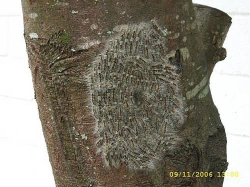 Лономия. Гусеница рода лономия или гусеница «ленивый клоун» (лат. Lonomia Obliqua)