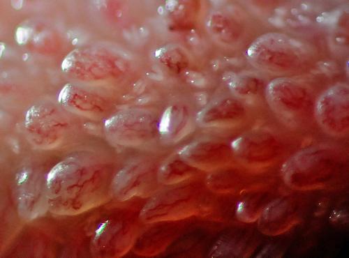 Обоняние у человека интересные факты. Факты о запахах и обонянии 15