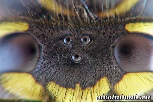 Оса. Особенности и среда обитания