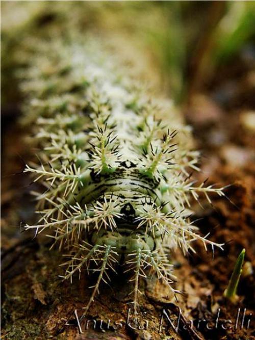 Лономия. Гусеница рода лономия или гусеница «ленивый клоун» (лат. Lonomia Obliqua)