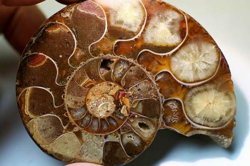 Аммониты. Что такое аммонит: магия древнего камня благополучия и уникальные свойства