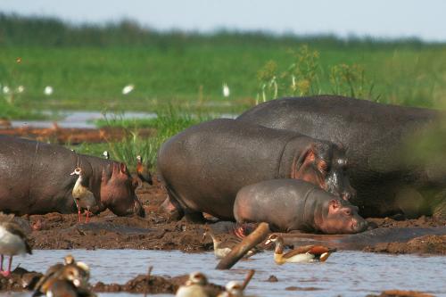 Растительноядные животные