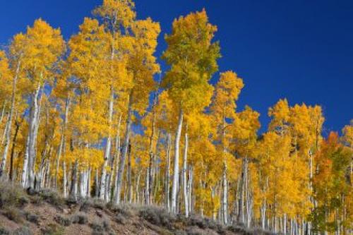 Самый большой лес в мире находится где. Самый большой лес в мире 01