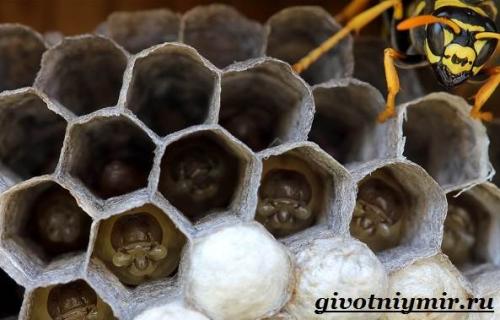 Оса. Особенности и среда обитания