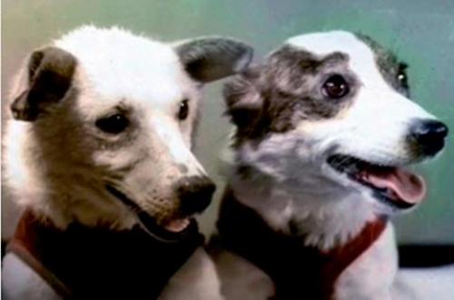 Собаки великих людей. Рейтинг пяти самых знаменитых кличек для разных пород собак 03