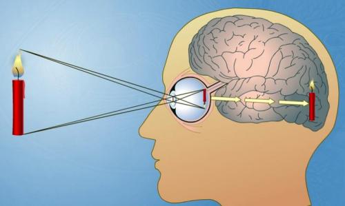 Обоняние у человека интересные факты. Факты о запахах и обонянии 11