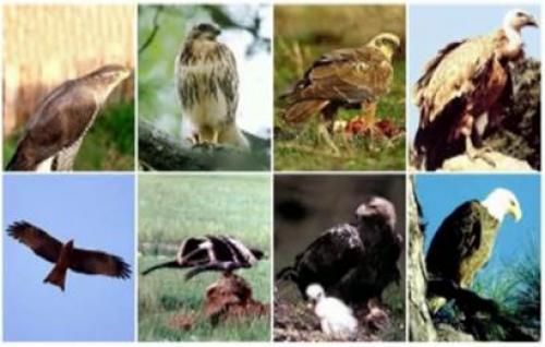 Хищные птицы. Отряд Дневные хищные птицы, или Соколообразные