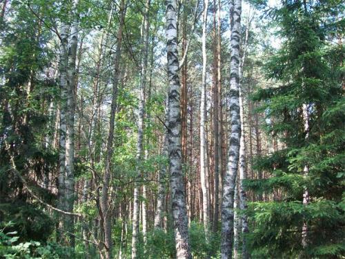 Самый густой лес в мире. Семь самых страшных лесов планеты 06