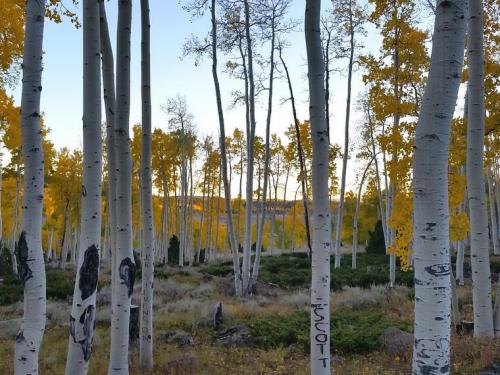 Самый большой лес в мире находится где. Самый большой лес в мире 04